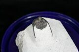 Onnia Trilobite With Occipital Spine #4093-2